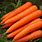 Carrot Fruit
