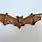 Carved Bats
