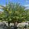 Cascalote Tree Arizona
