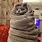 Cat Blanket Meme