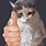 Cat Doing Thumbs Up Meme