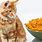 Cat Eating Cheetos
