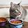 Cat Eating Dry Food
