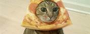 Cat Face Pizza Meme