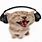 Cat Headphones Meme