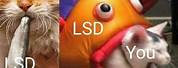 Cat LSD Meme