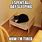 Cat Sleeping in Bed Meme
