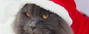 Cat Wearing Santa Suit