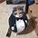Cat Wearing a Suit Meme