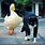 Cat and Duck Friends