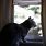 Cat by Window