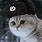 Cat in Russian Hat
