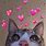 Cat with Hearts Meme