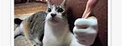 Cat with Human Thumbs Up Meme