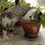 Catnip Plant Cats