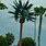 Cell Phone Tower Palm Tree