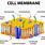 Cell Wall Membrane