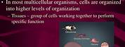 Cellular Basis of Life in Biology