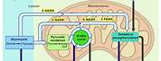 Cellular Respiration Diagram and Labels