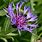 Centaurea Flower