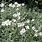 Cerastium Tomentosum Snow in Summer