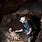 Cheddar Gorge Man
