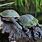 Chelodina Turtle