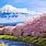 Cherry Blossom Fields Japan