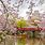 Cherry Blossom Month in Japan