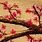 Cherry Blossom Painting Wallpaper 4K