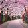 Cherry Blossom Trees Walkway