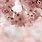 Cherry Blossom Wallpaper 1080P