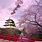 Cherry Blossom in Japan Wallpaper