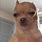 Chihuahua Dog Face Meme