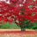 Chinese Red Maple Tree