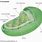 Chloroplast 3D Diagram
