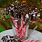 Chocolate Candy Canes