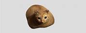 Chonker Cat PNG