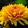 Chrysanthemum Flower Wallpaper