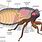 Cicada Body
