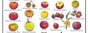 Cider Apple Varieties List