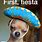 Cinco De Mayo Chihuahua Meme