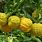 Citrus Bergamot Fruit