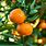 Citrus Fruit Trees