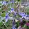 Clematis Integrifolia