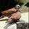 Cocolochas Aves