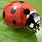 Colorful Ladybugs
