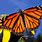 Colorful Monarch Butterfly