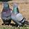 Columbidae Pigeon