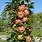 Columnar Apple Tree Varieties